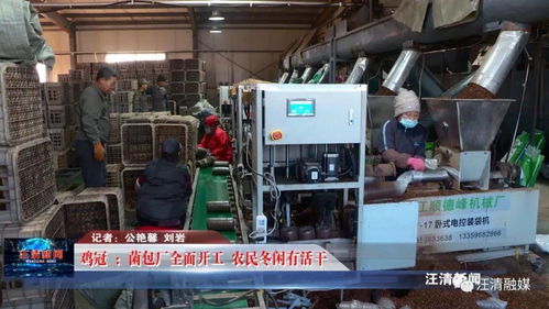 雞冠菌包廠全面開(kāi)工，網(wǎng)絡(luò)工程賦能，農(nóng)民冬閑有活干